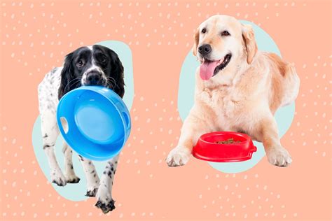 The 19 Best Dog Bowls of 2024, Tested by Dog Owners .